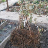 Přesazování hroznů na podzim na nové místo: obchodní podmínky